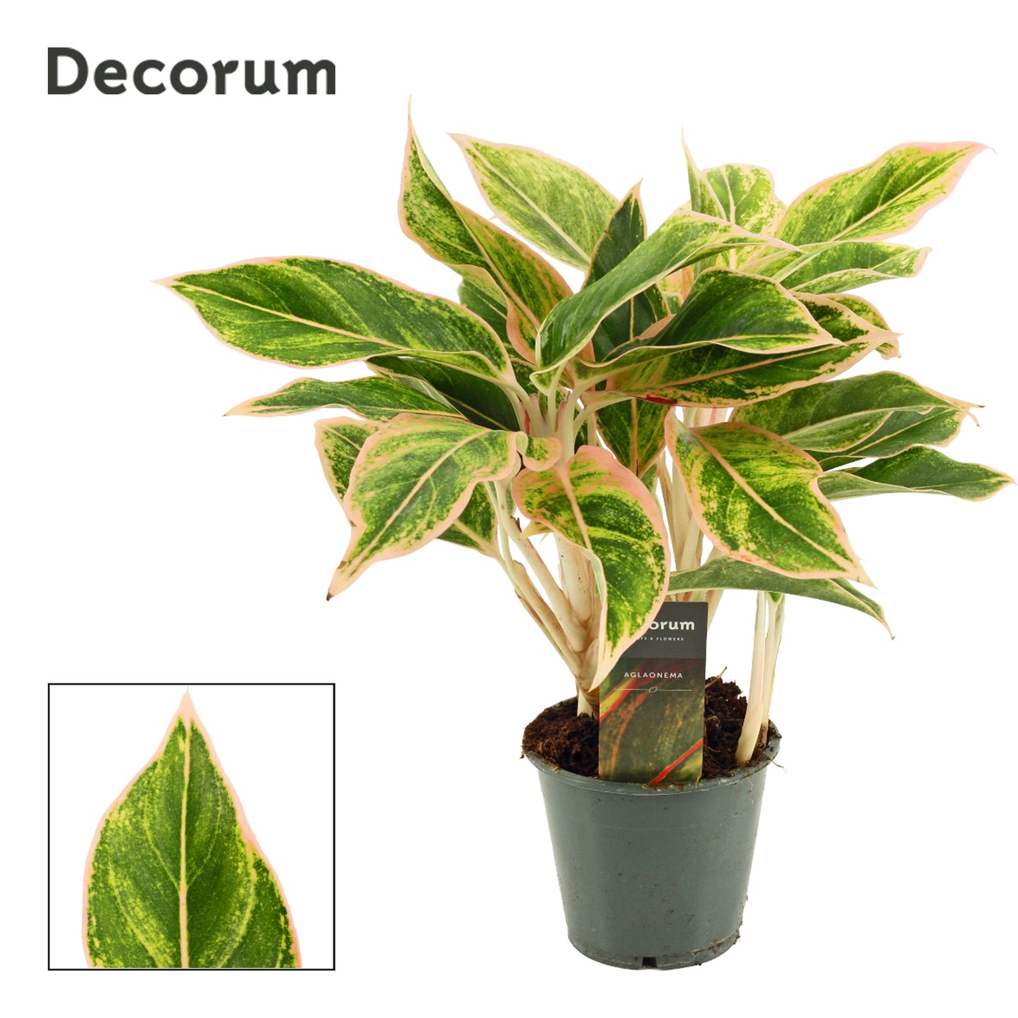 Aglaonema Lipstick pink 35cm 12cm Pot