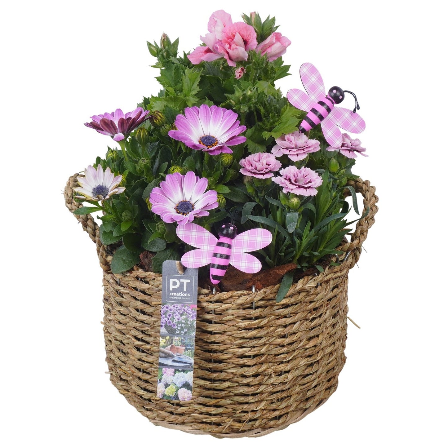 arr. PM196 34cm 21cm Pot