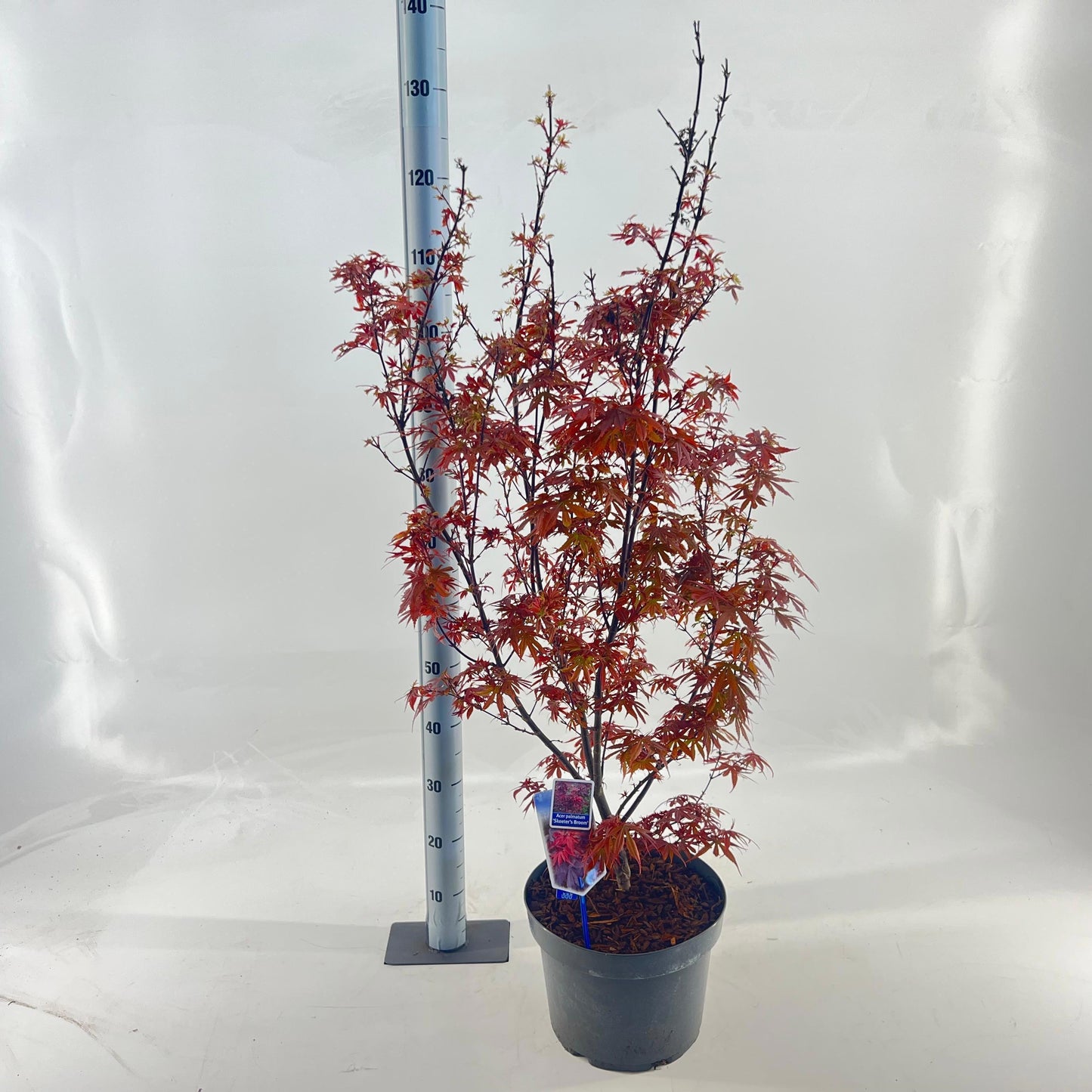 Acer Skeeters Broom 130cm 29cm Pot