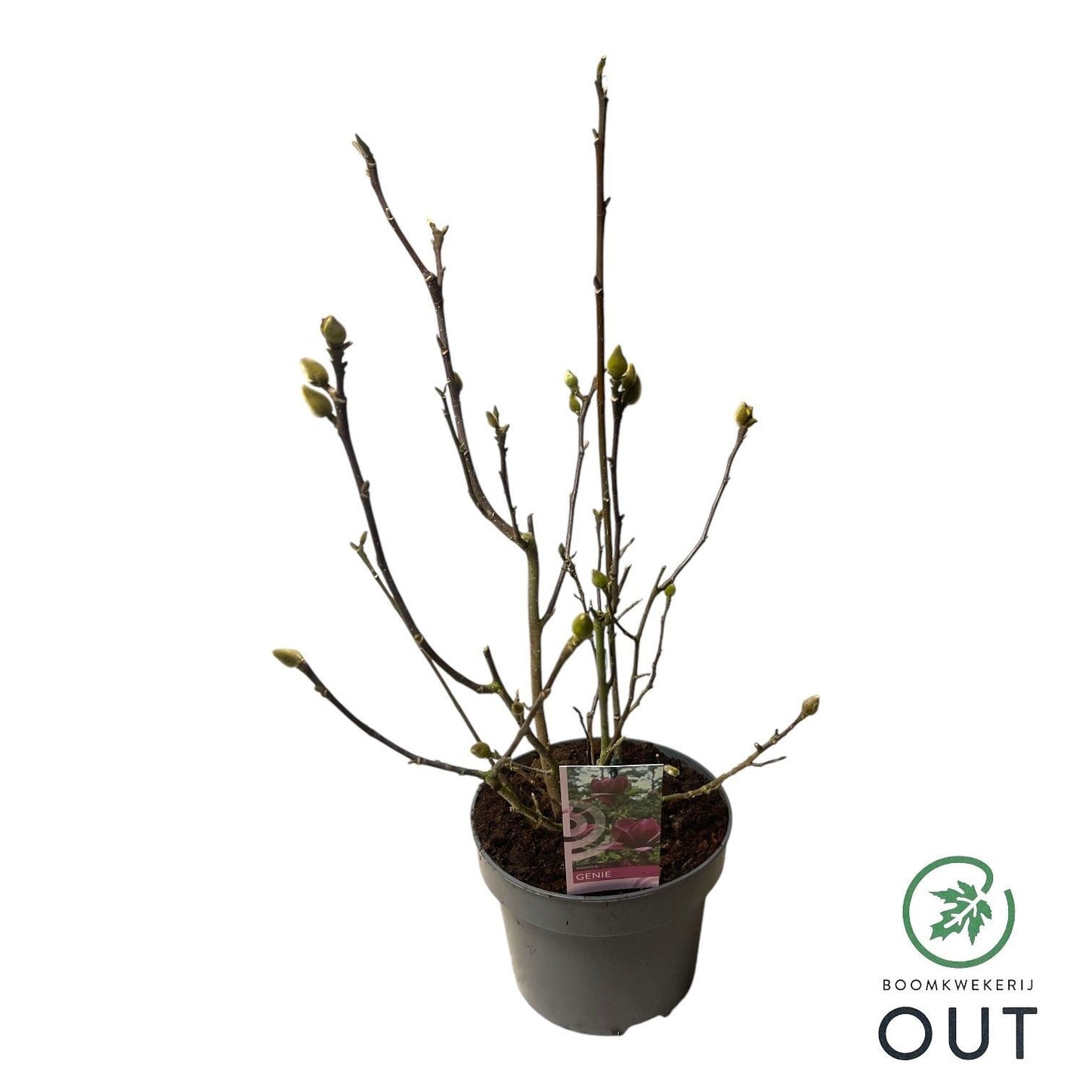 Out B.V, Boomkwekerij Magnolia soulangeana Pack of 1