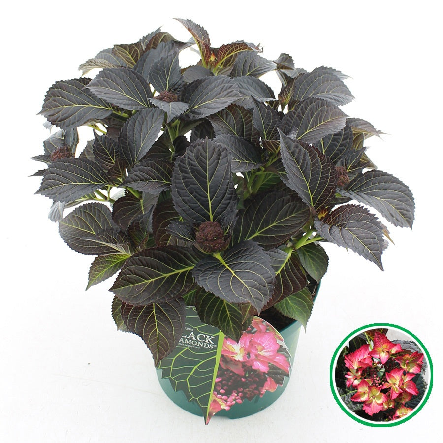 Hydrangea macr. Lacecap Dark Angel 45cm 23cm Pot
