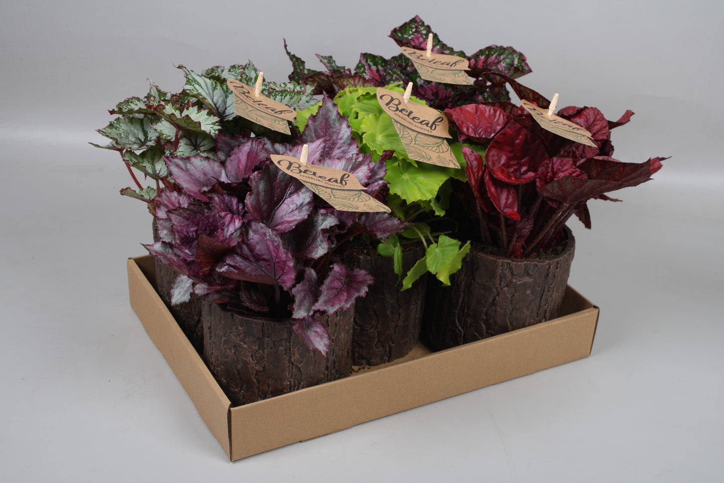 Begonia Beleaf mix 25cm 12cm Pot