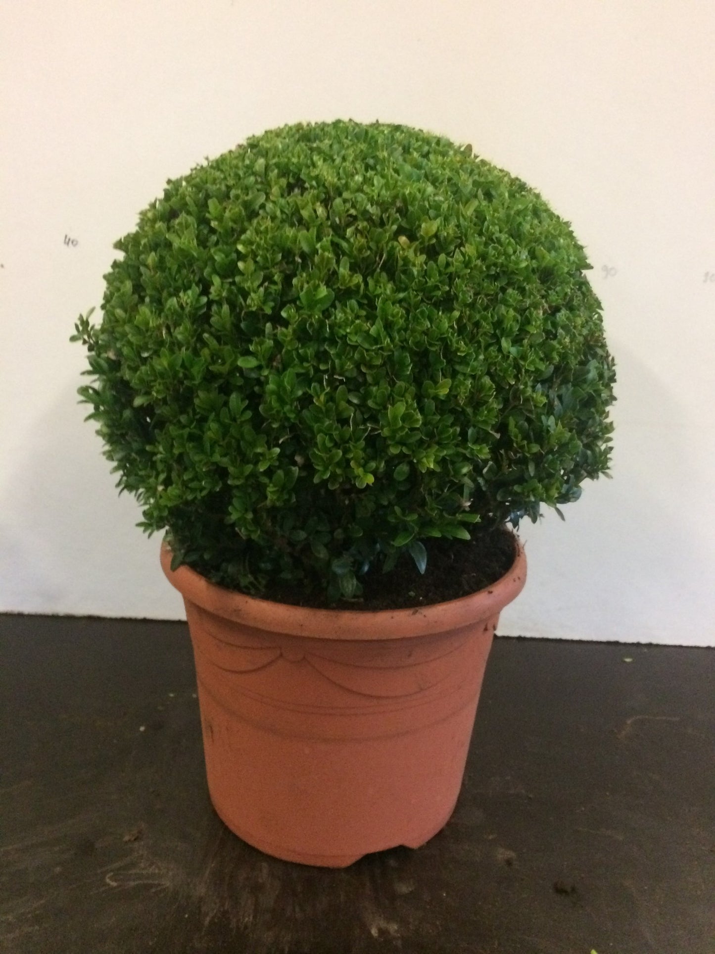Buxus sempervirens ball 58cm 26cm Pot