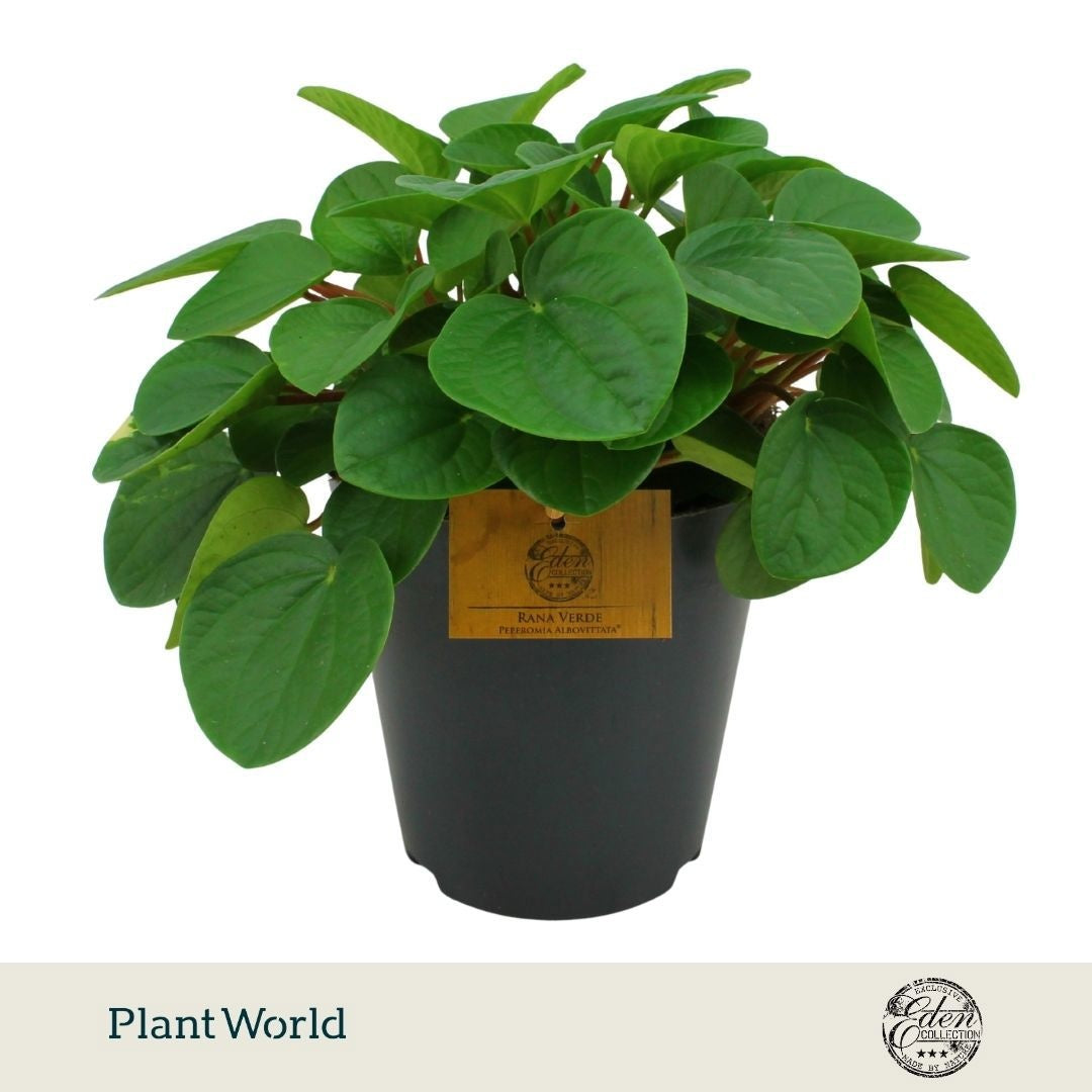 Plantworld Smit Kwekerij Peperomia Rana Verde Pack of 6