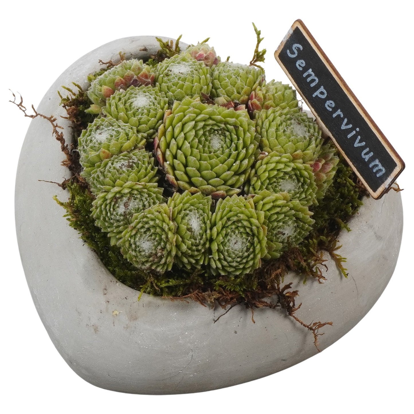 arr. Sempervivum 12cm 16cm Pot