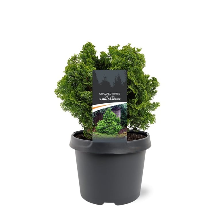 Chamaecyparis obtusa Nana Gracilis 30cm 19cm Pot
