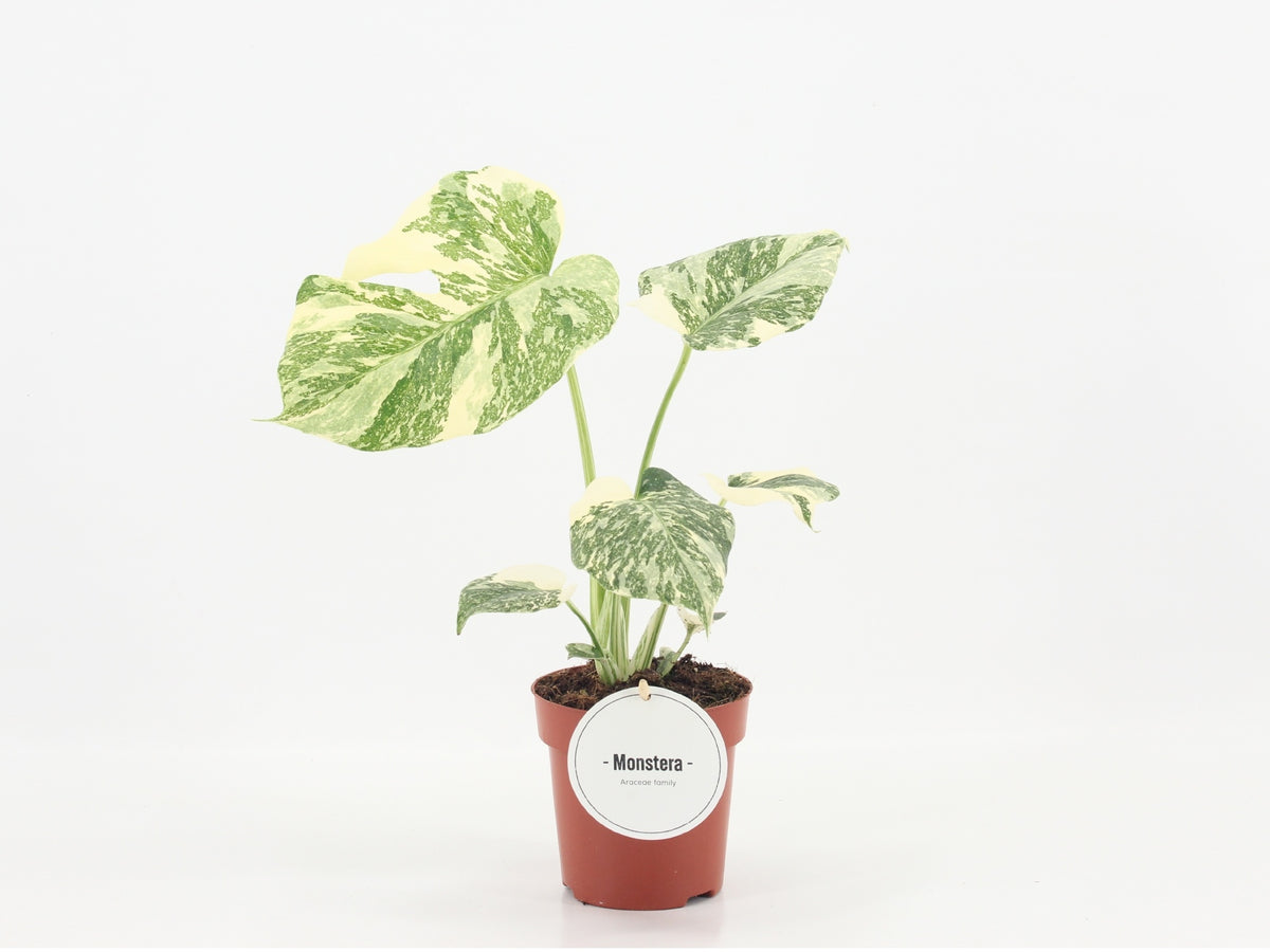 Monstera Thai Constellation 45cm 12cm Pot