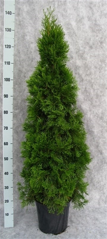 Thuja occidentalis Smaragd 140cm 27cm Pot