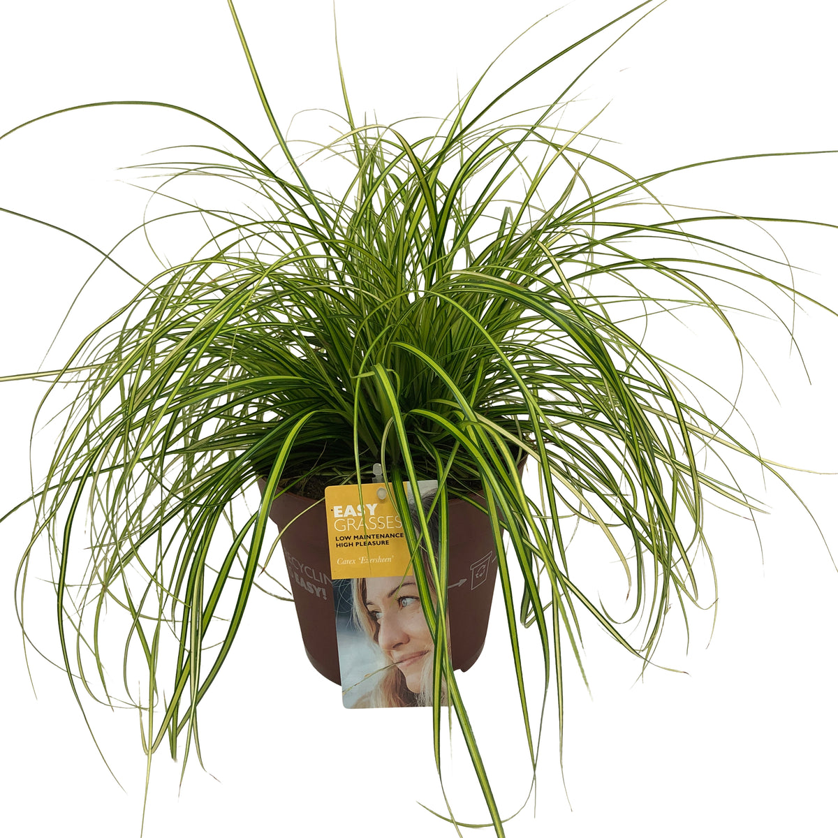 Carex osh. Evercolor Eversheen 35cm 17cm Pot