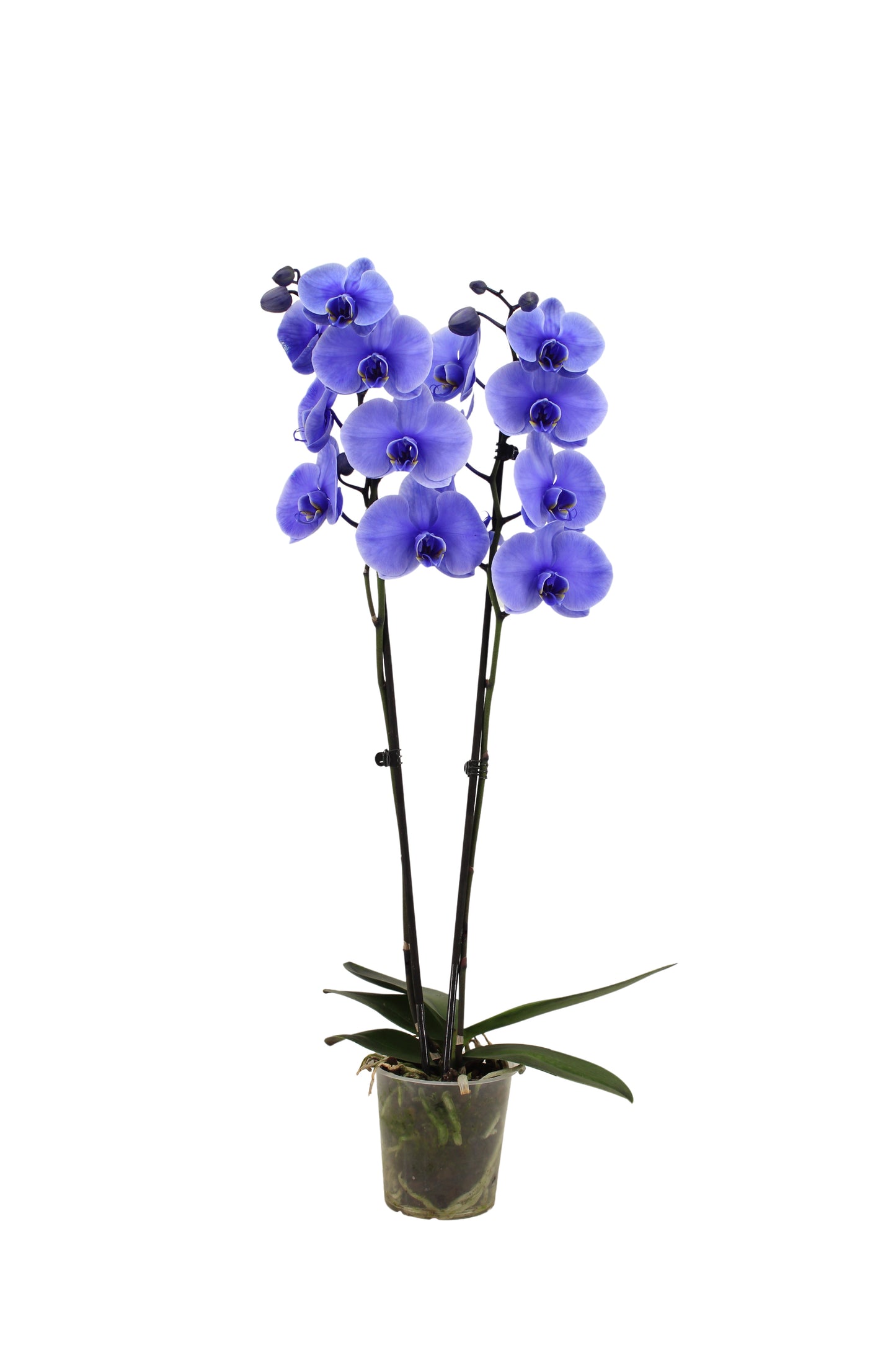 Phalaenopsis Royal purple 75cm 12cm Pot
