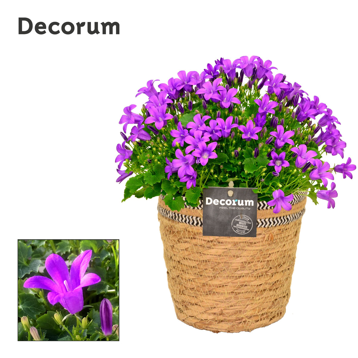 Campanula Porto 17cm 15cm Pot