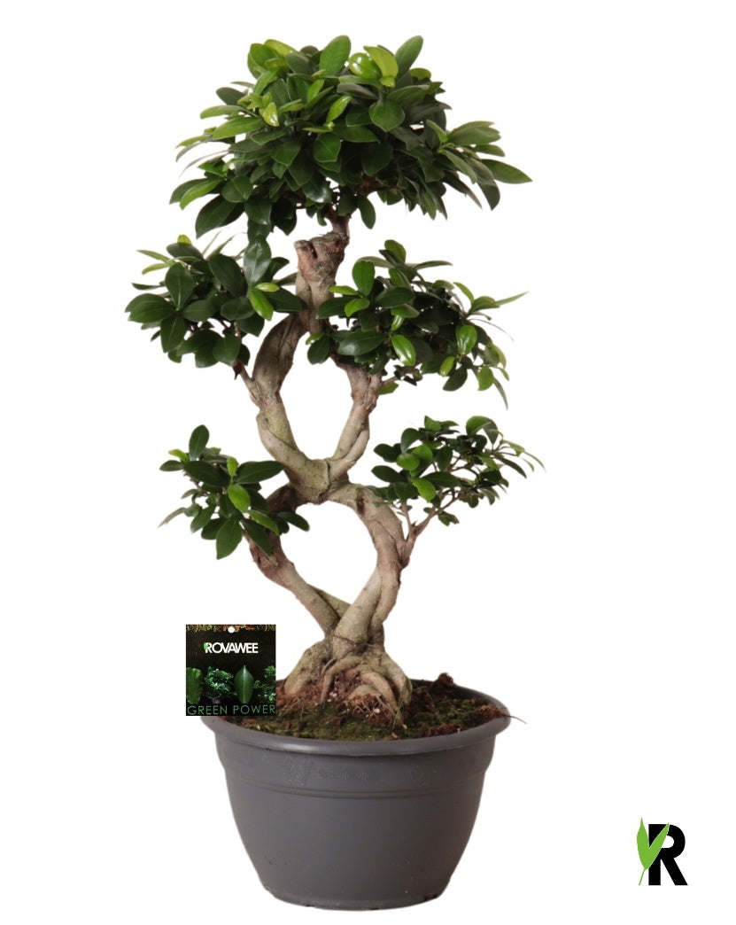 Ficus Ginseng 70cm 26cm Pot