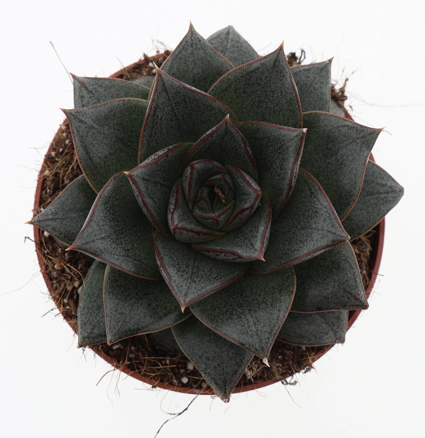 Echeveria Purpusorum 15cm 510cm Pot