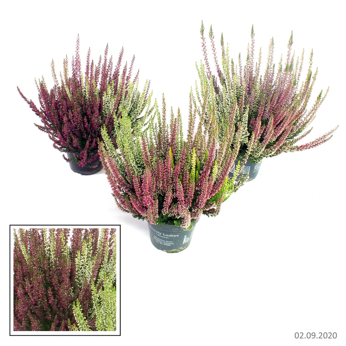 Calluna Beauty Ladies mix 27cm 12cm Pot