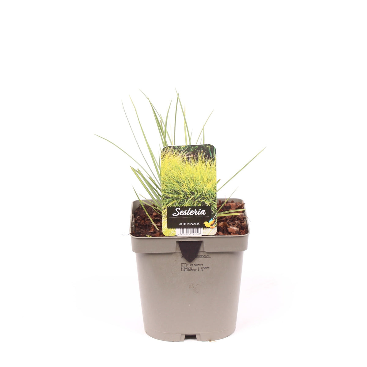 Sesleria caerulea 40cm 17cm Pot