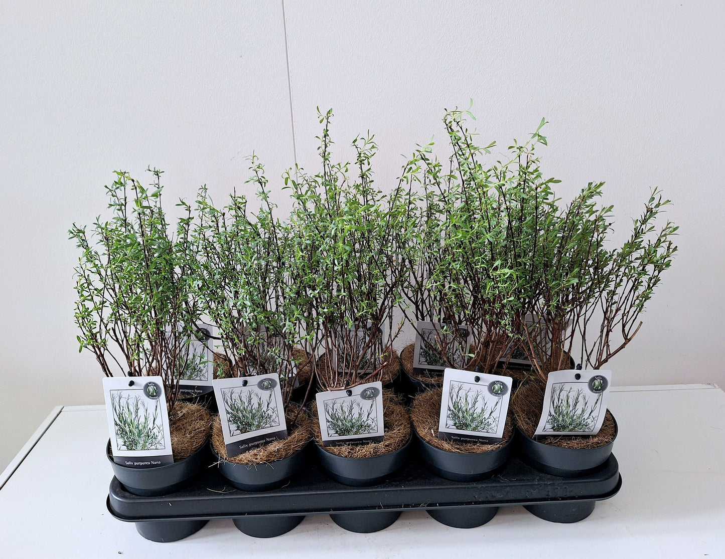 Bontekoe, Salixkw Salix purpurea Nana Pack of 10