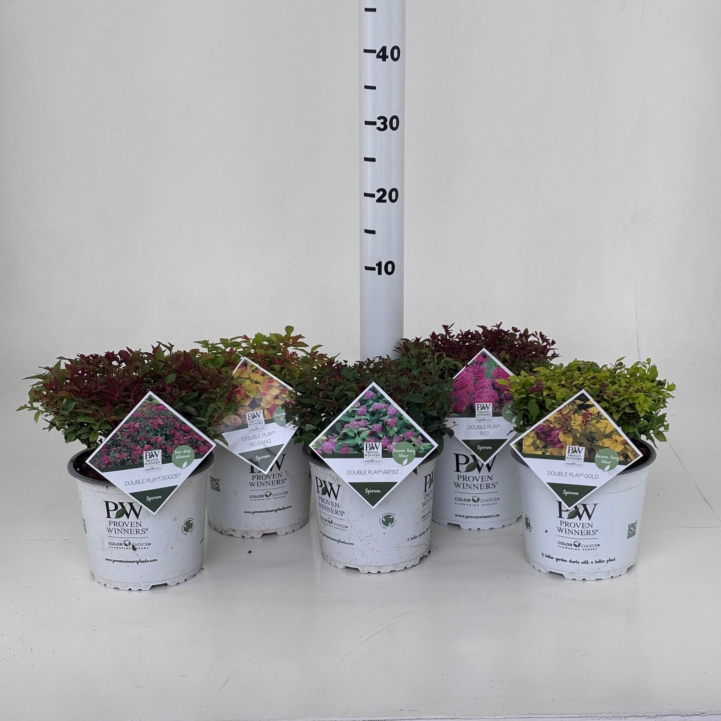 Spiraea jap. Double Play mix 20cm 19cm Pot