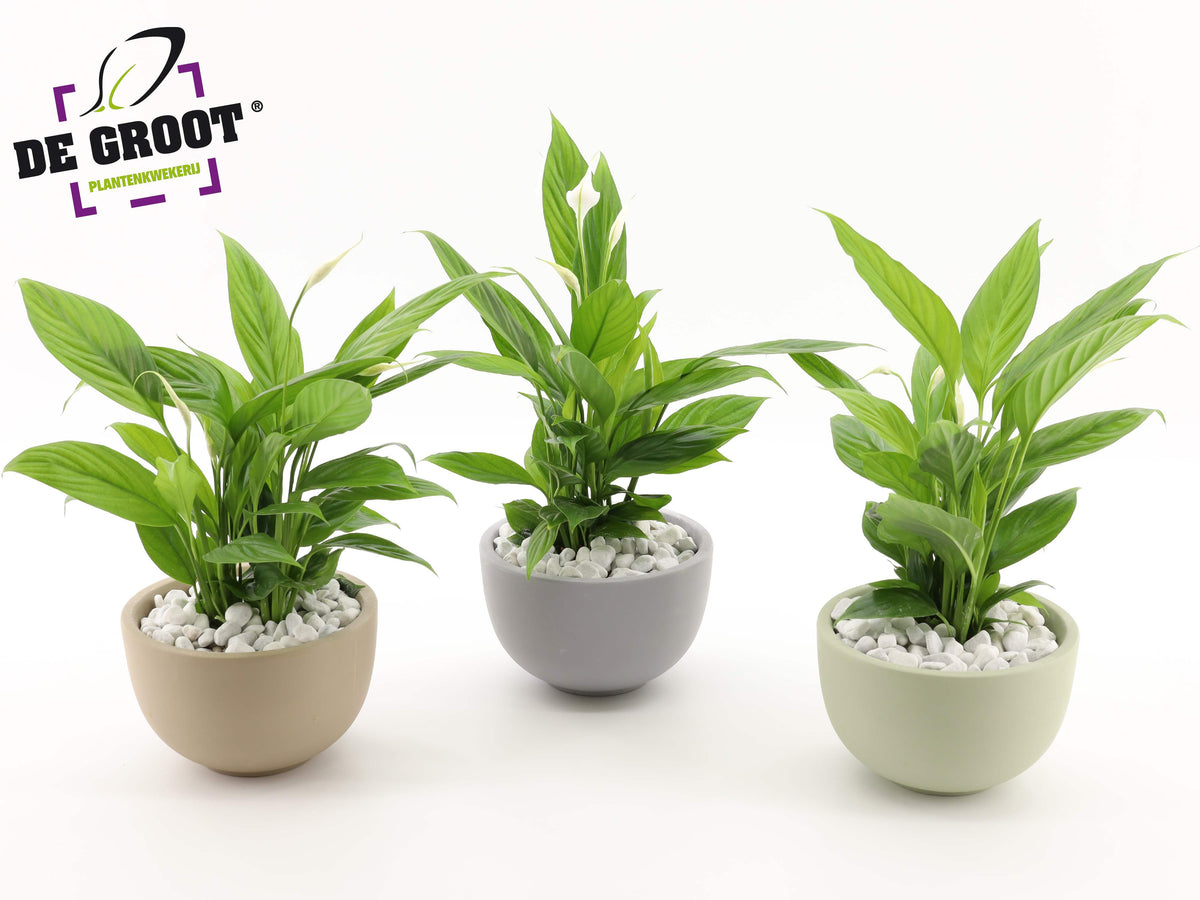 arr. Plants 45cm 19cm Pot