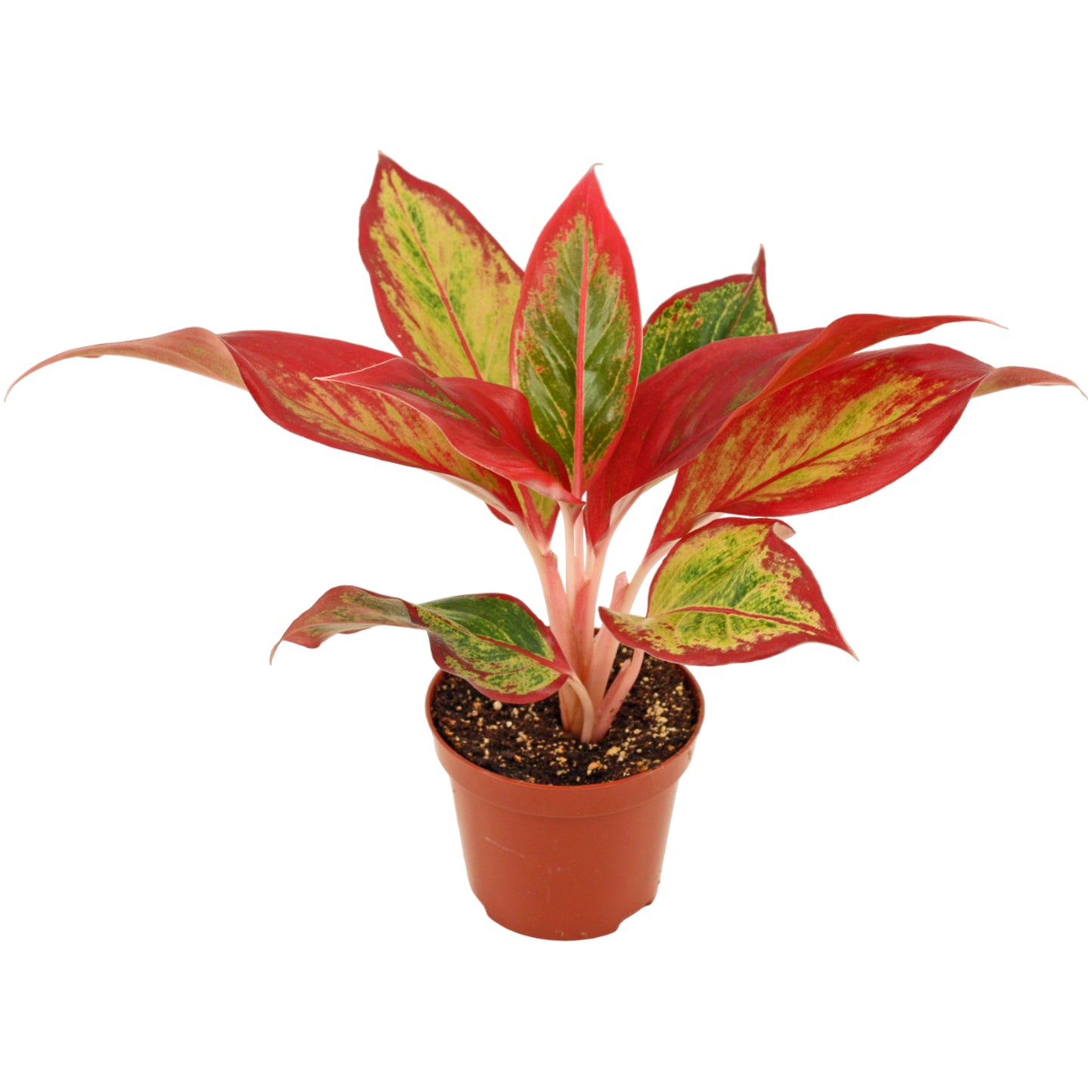Aglaonema Hybrid 20cm 9cm Pot