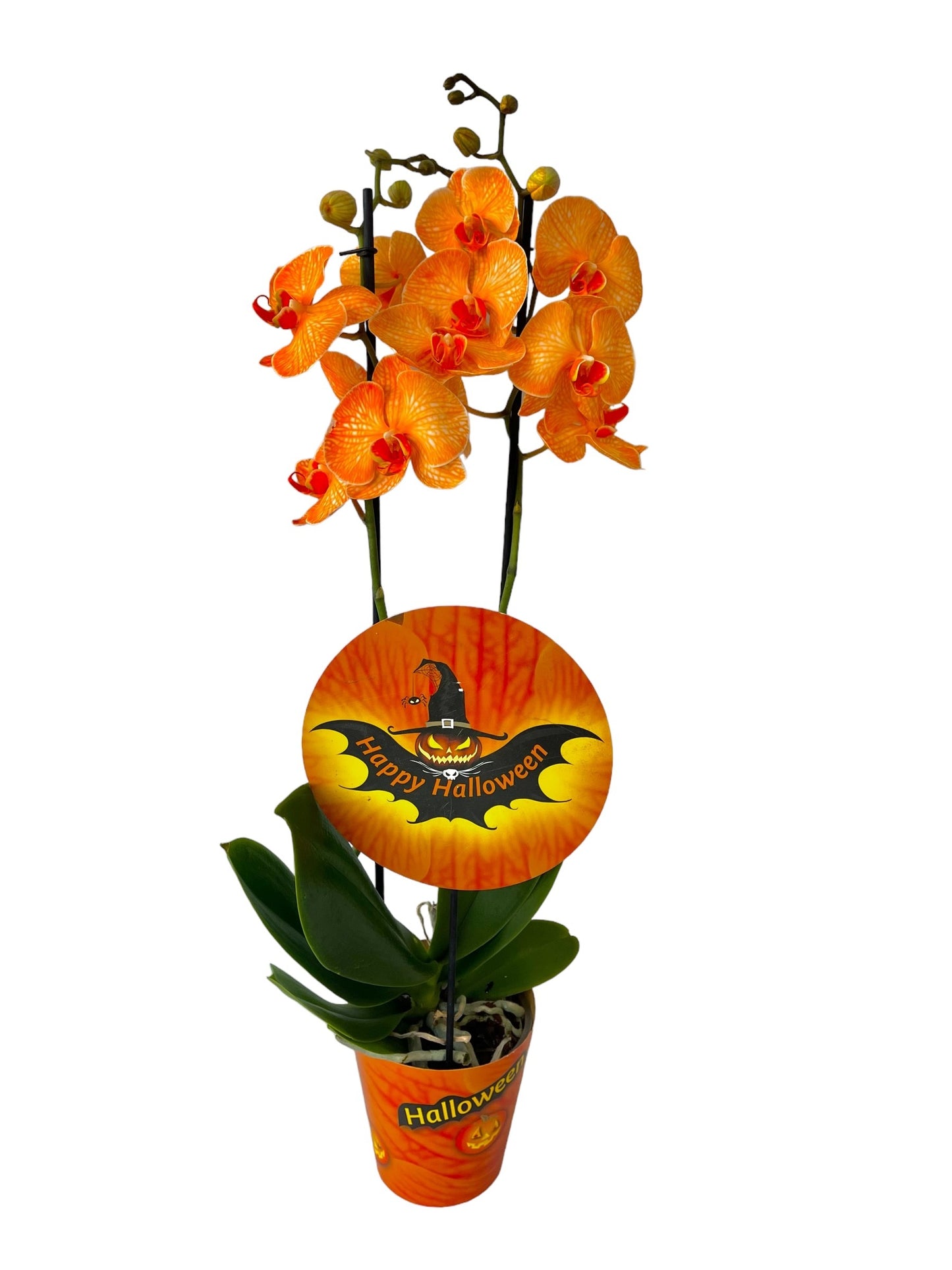 Phalaenopsis Hybrid 70cm 12cm Pot