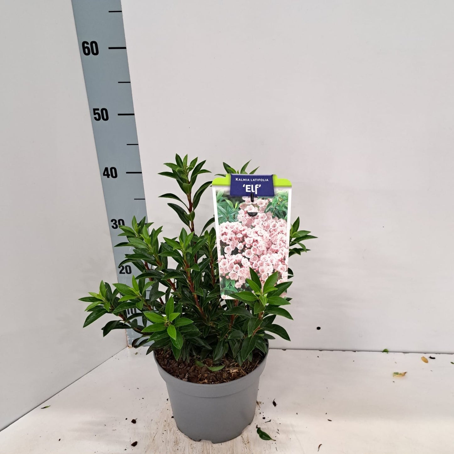 Kalmia latifolia 30cm 19cm Pot
