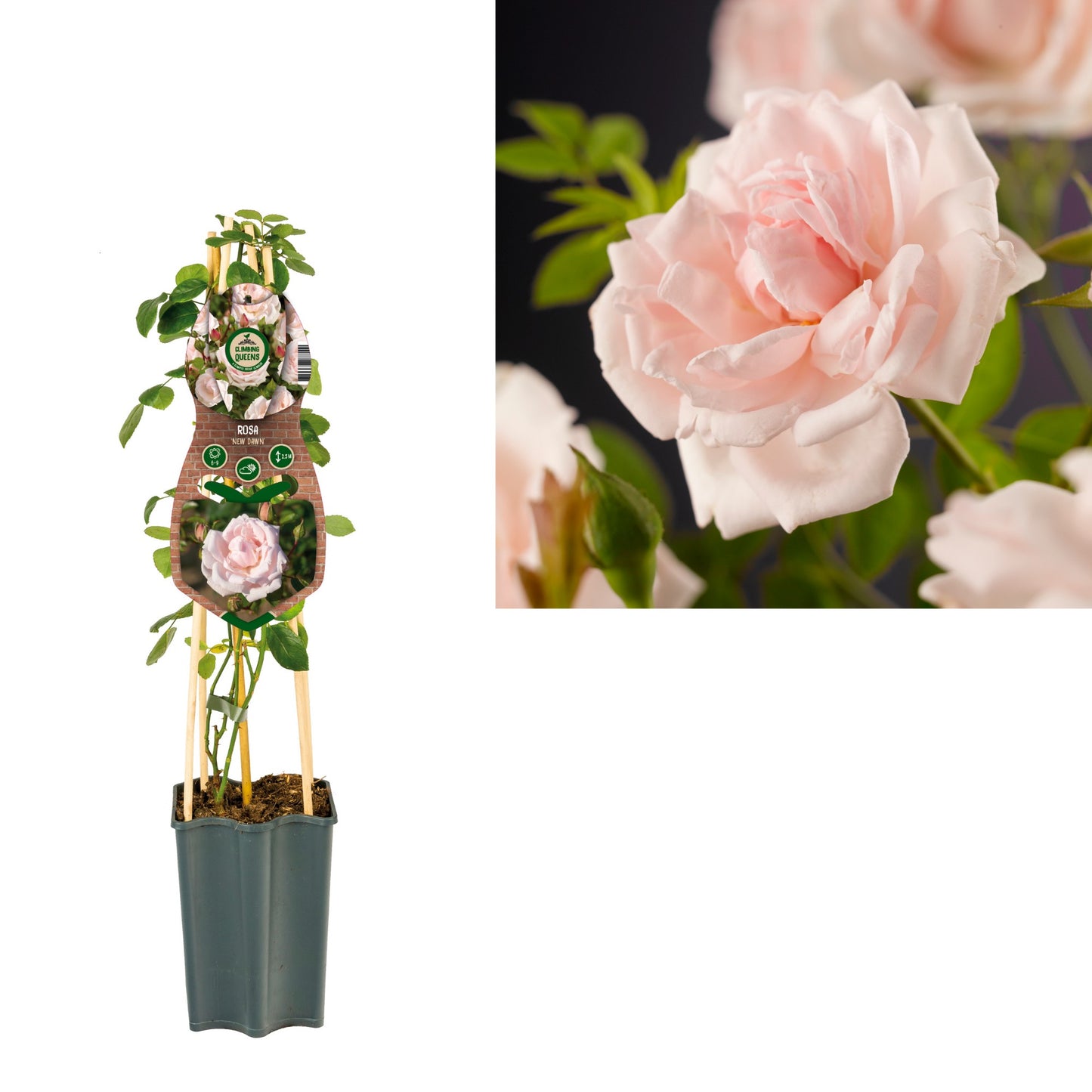 Rosa New Dawn 65cm 15cm Pot