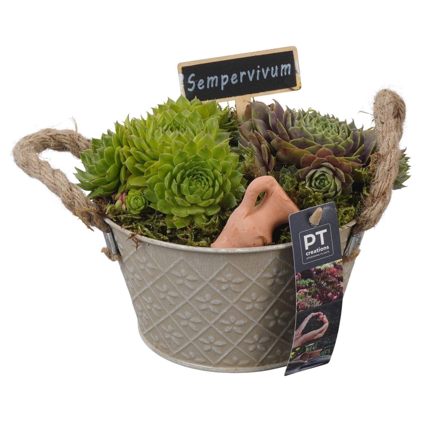 arr. Sempervivum 16cm 18cm Pot