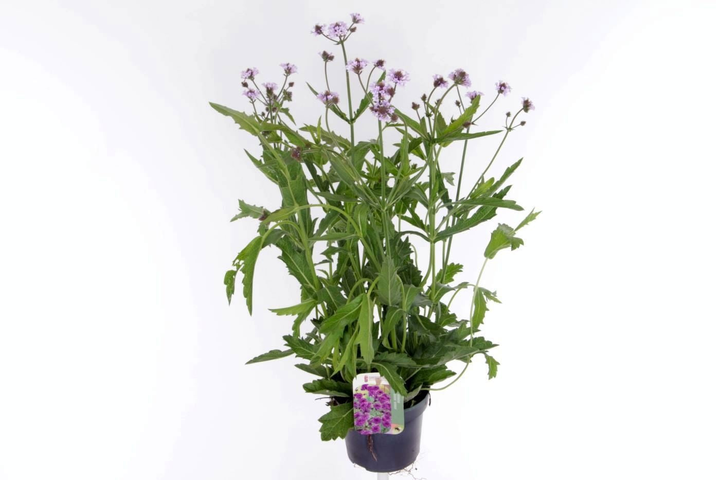 Verbena rigida 60cm 13cm Pot