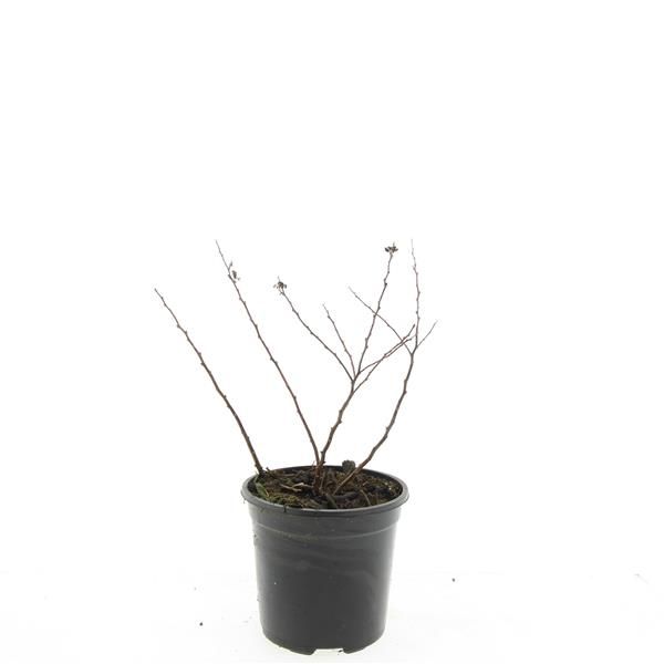 Spiraea bet. Tor 10cm 14cm Pot