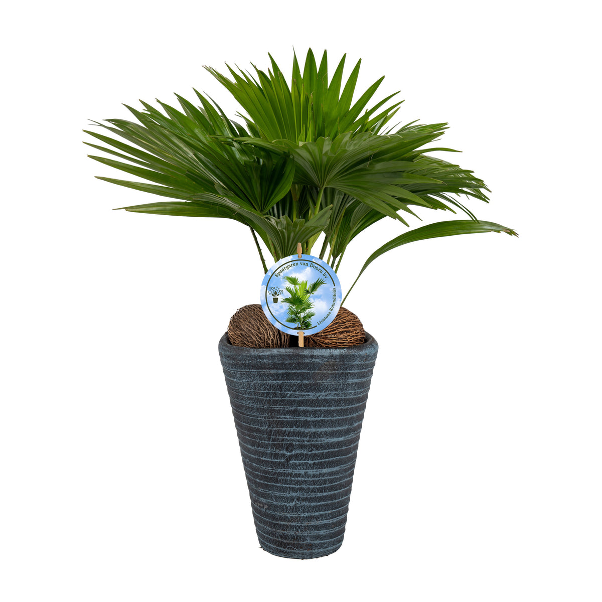 Livistona rotundifolia 45cm 16cm Pot