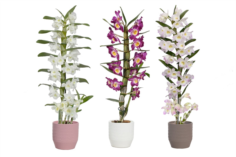 Dendrobium nob. Star Class 50cm 12cm Pot