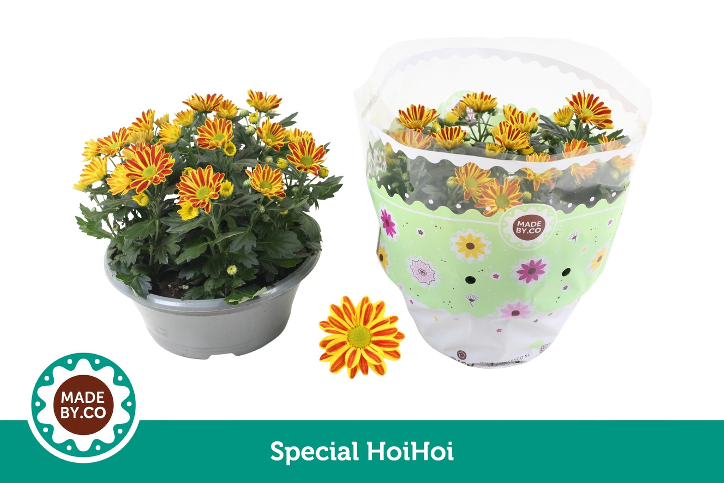 SV.CO Chrysanthemum Hoihoi Pack of 3