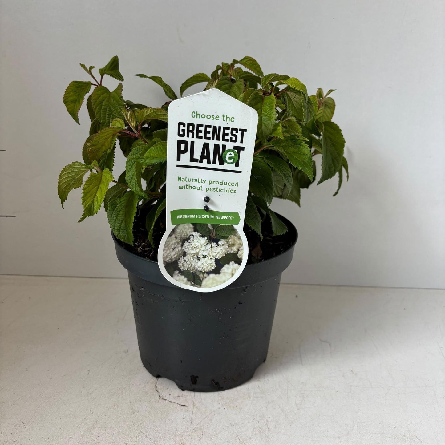 Viburnum plicatum 30cm 19cm Pot