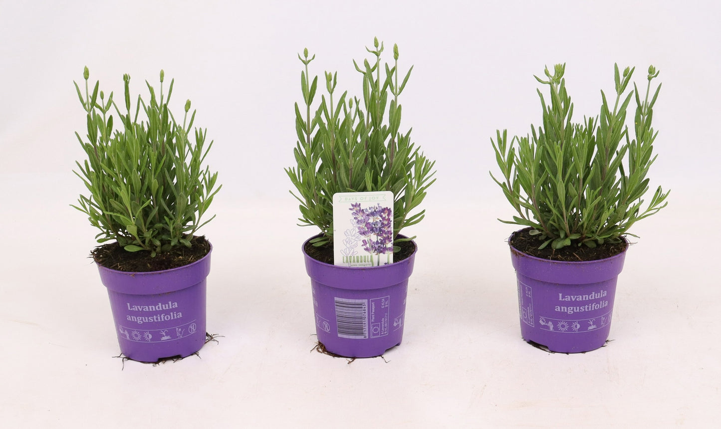 Lavandula ang. Cleo-Patio 25cm 510cm Pot