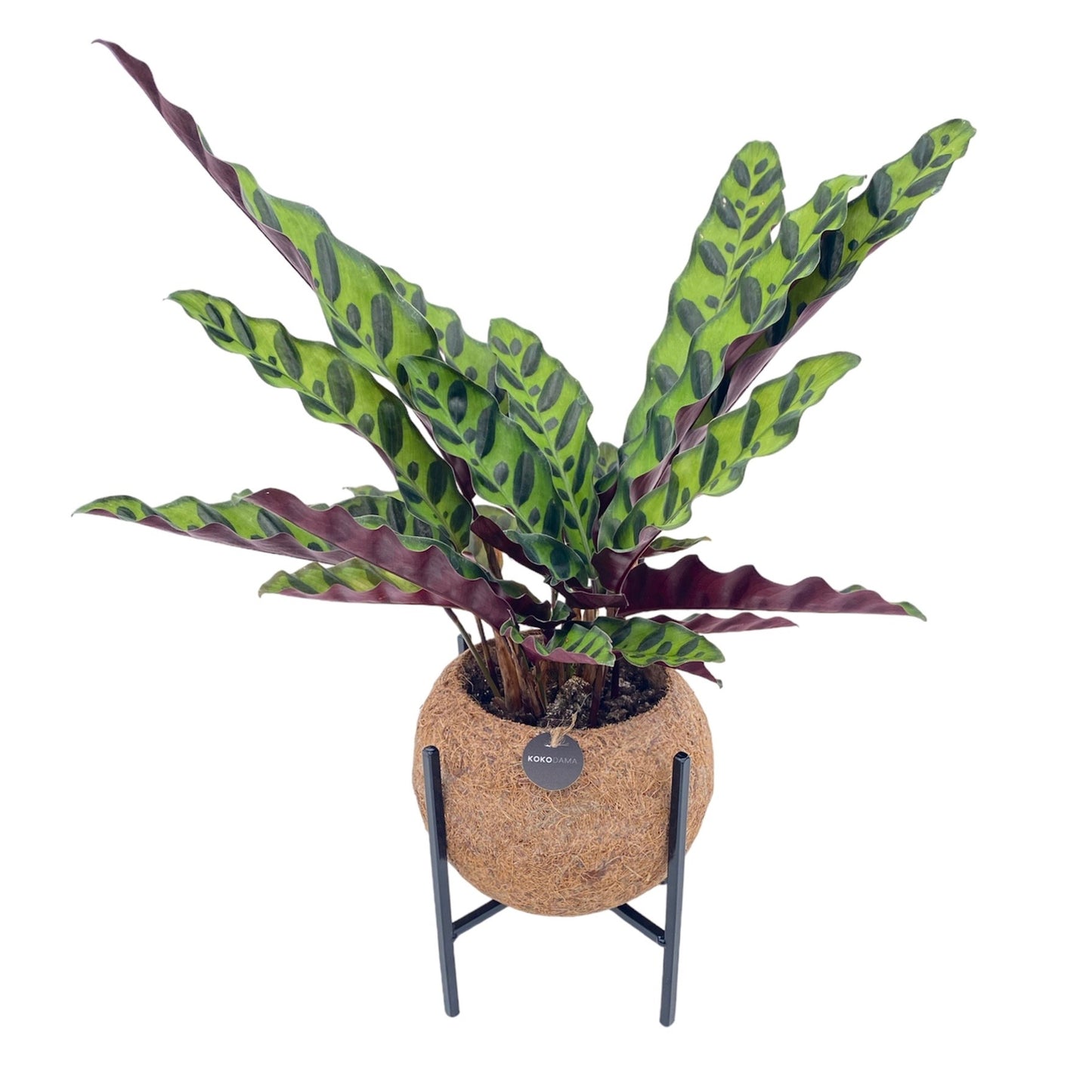 Calathea mix 25cm 15cm Pot