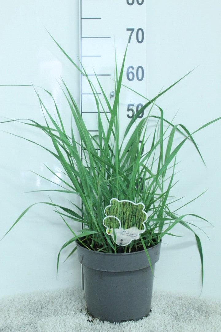 Panicum virgatum 65cm 23cm Pot