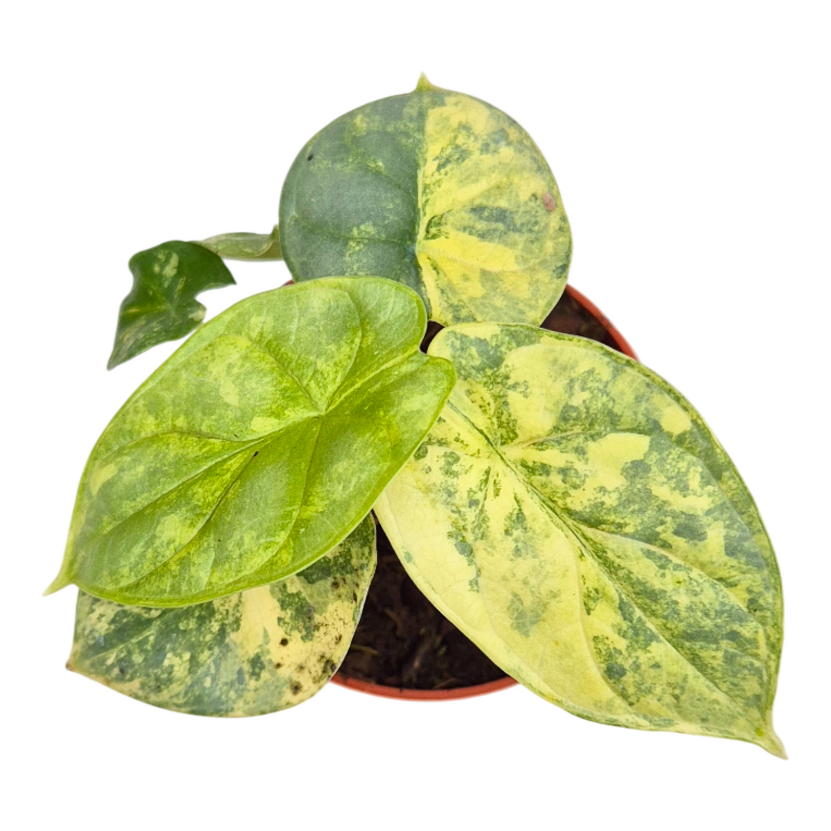 Alocasia amazonica 10cm 7cm Pot