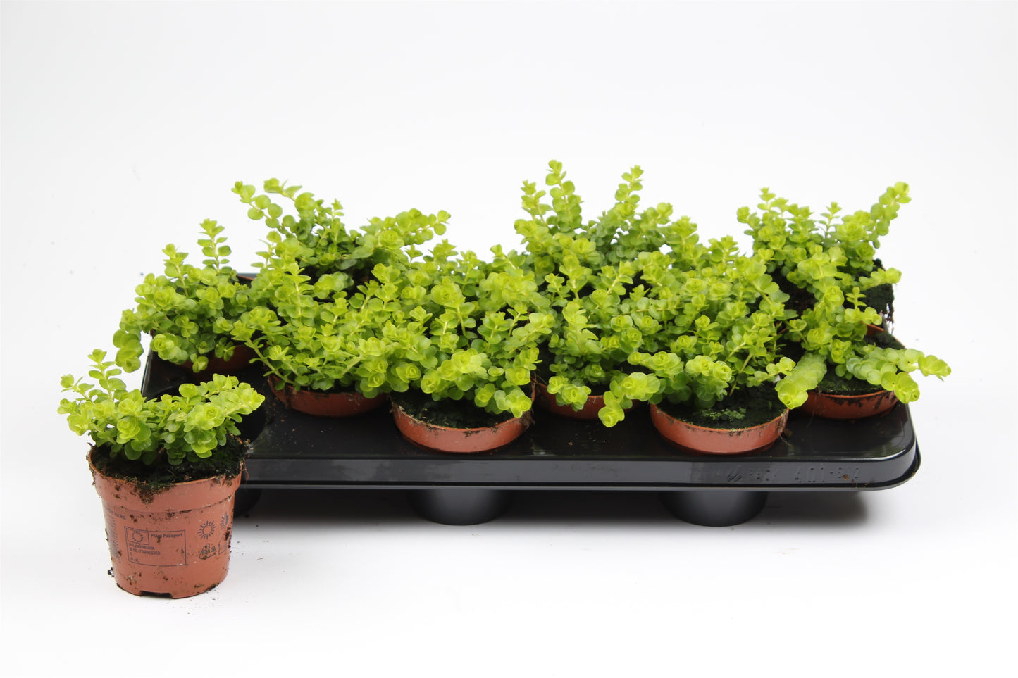 Lysimachia nummularia Aurea 15cm 510cm Pot