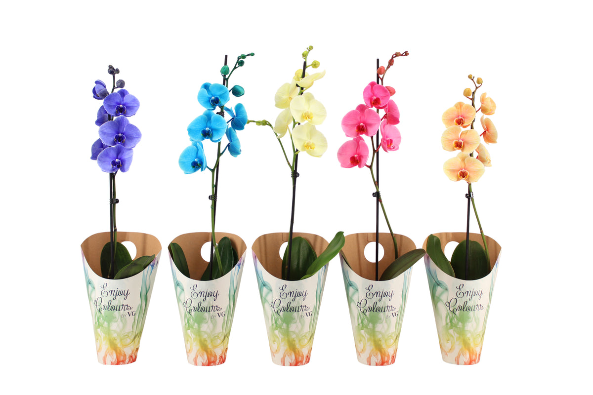 Phalaenopsis mix painted 55cm 12cm Pot