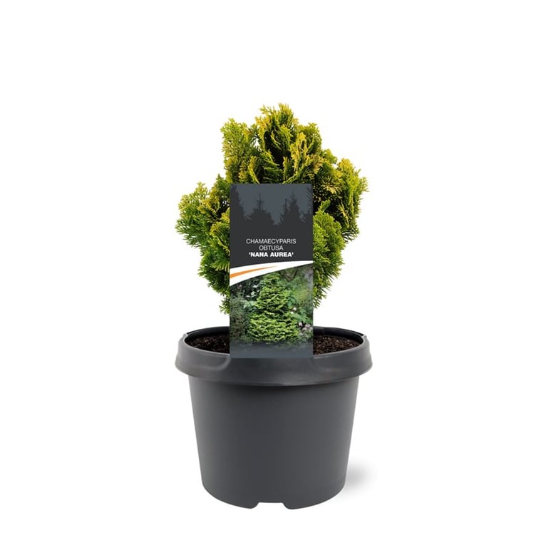 Chamaecyparis obtusa Nana Aurea 25cm 19cm Pot