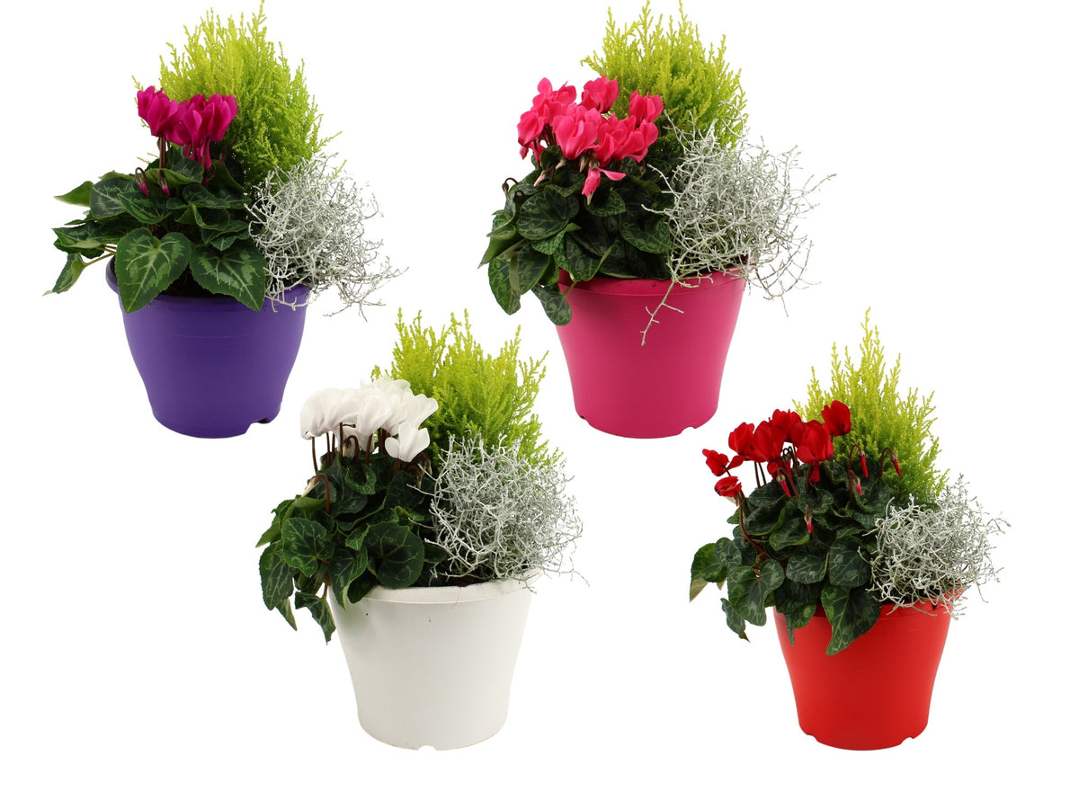 Bedding plants mixpot 30cm 19cm Pot
