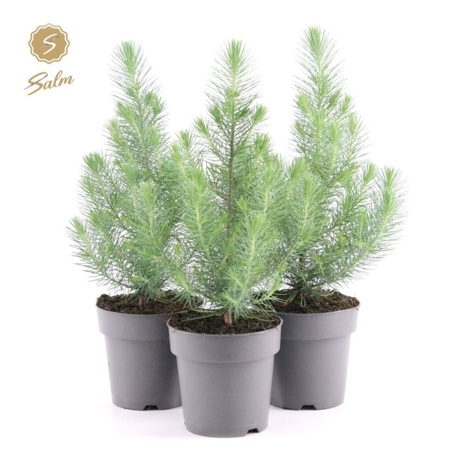 Pinus Silver Crest 40cm 15cm Pot