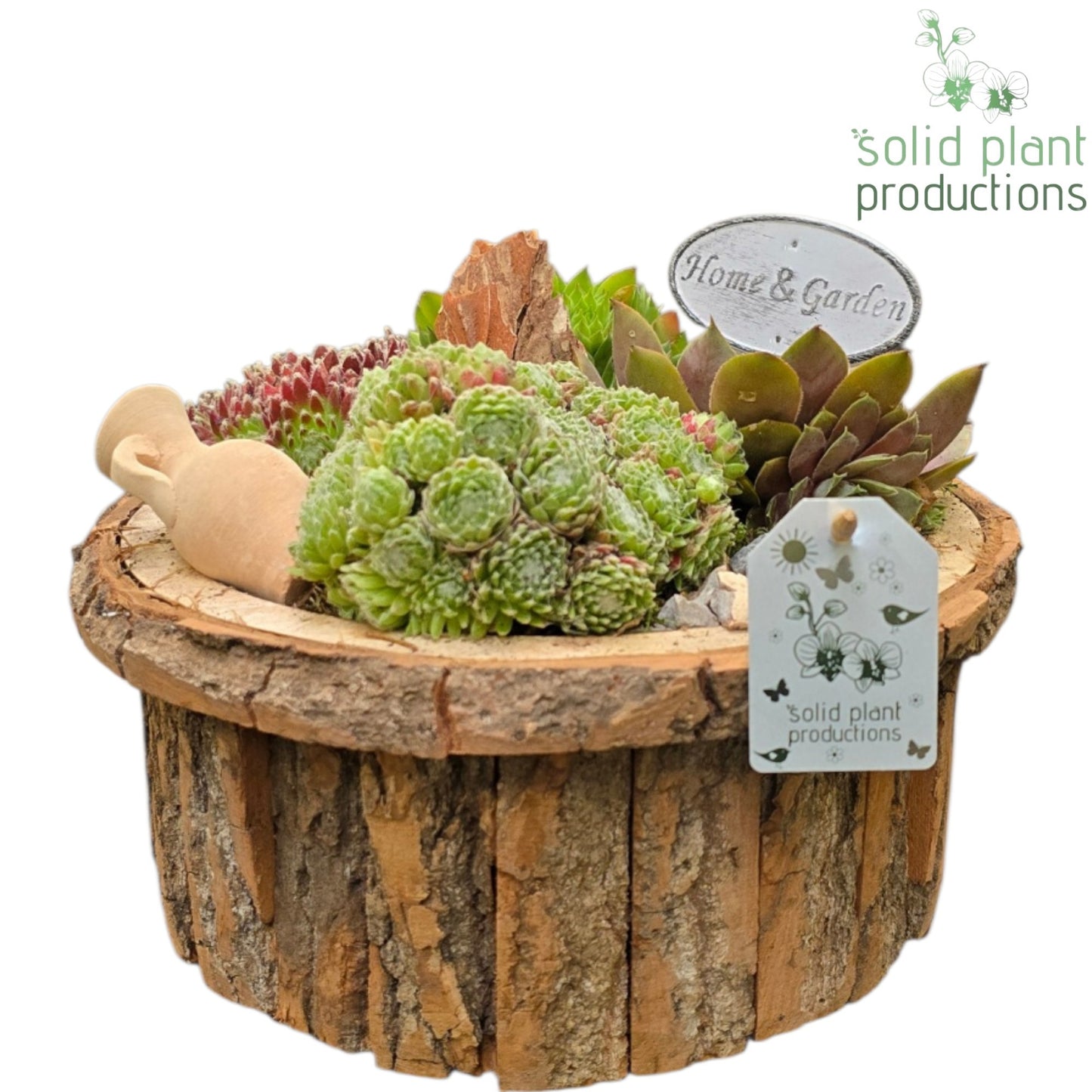 Sempervivum arrangement 22cm 27cm Pot