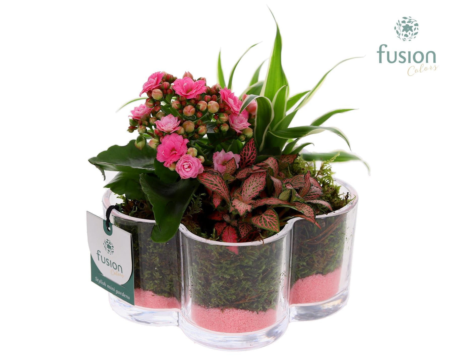 Fusioncolors BV Glazen Bloemschaalmet Arrangement Pack of 4