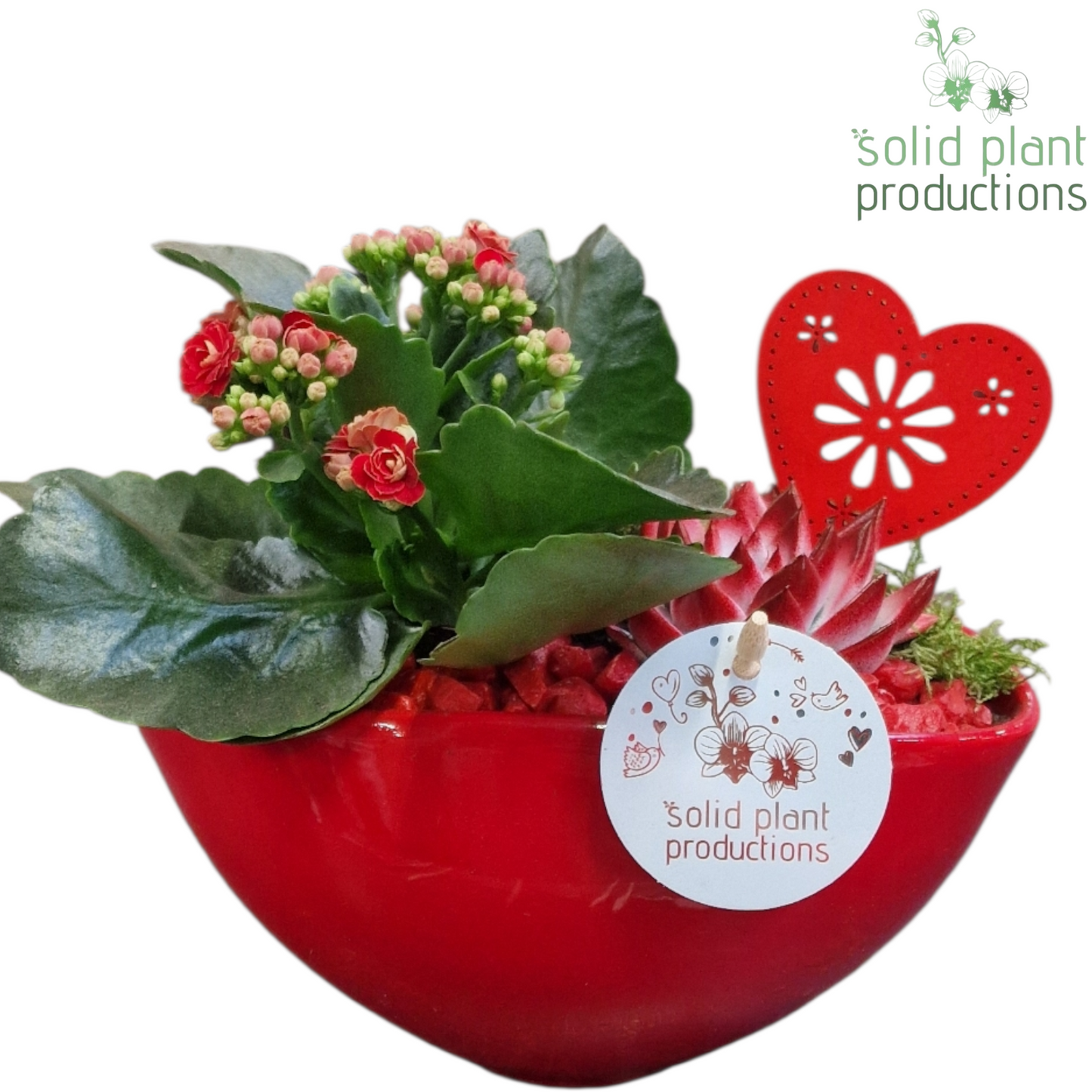 KE006 Katty Red VM 22cm 19cm Pot