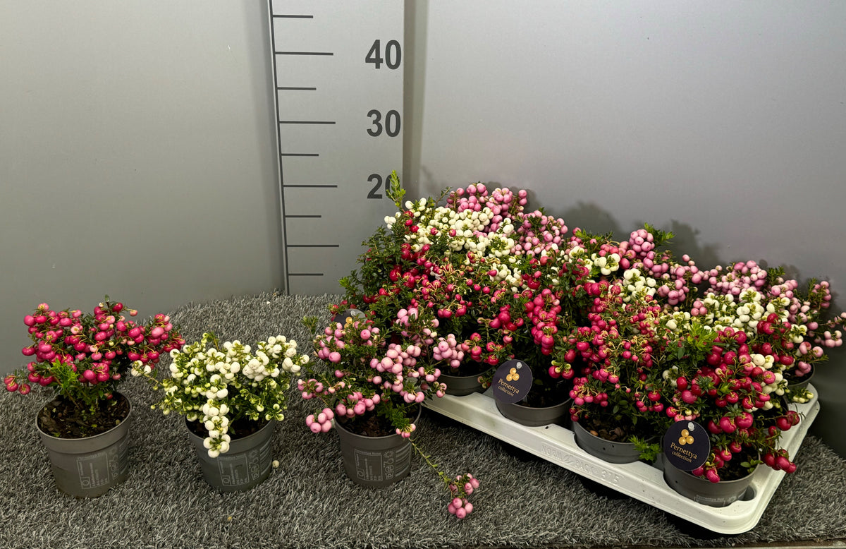 Gaultheria procumbens 20cm 10.5cm Pot