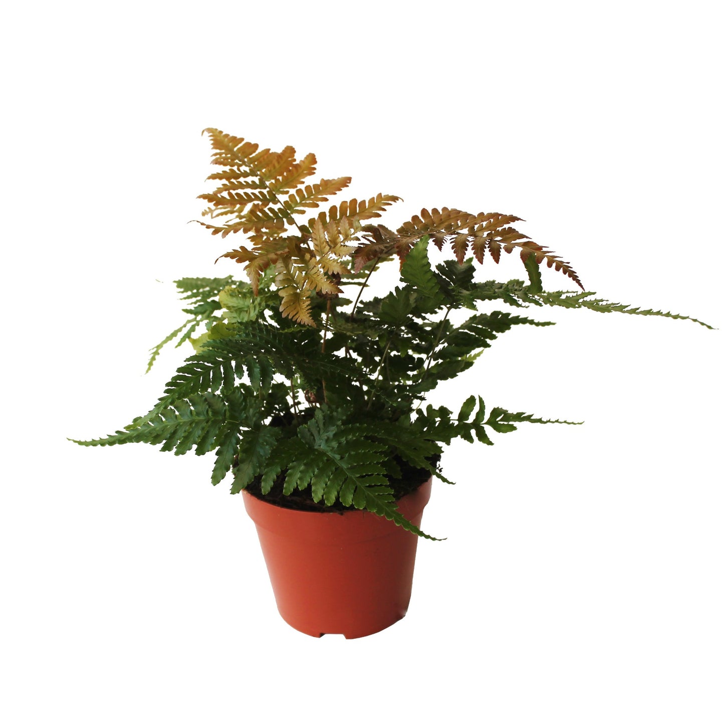Dryopteris erythrosora 30cm 12cm Pot