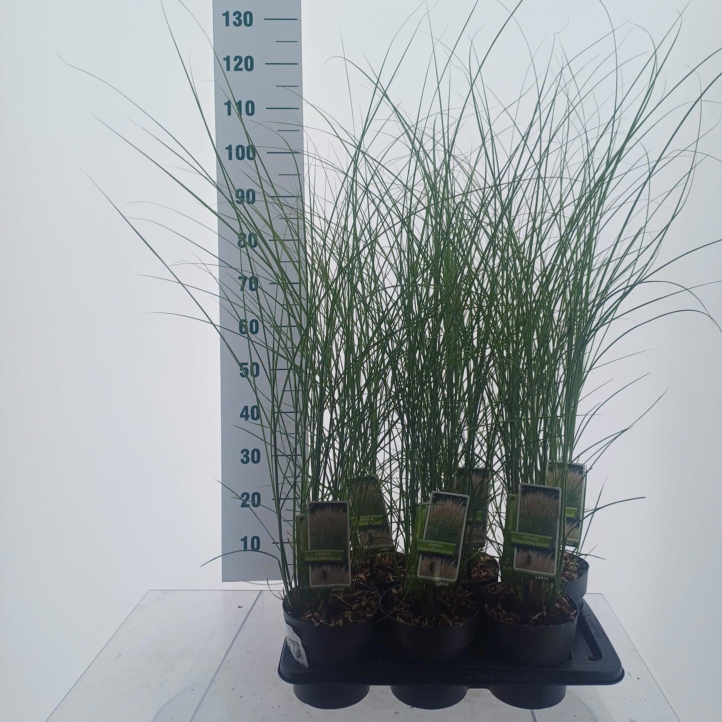 Miscanthus Kleine Silberspinne 110cm 17cm Pot
