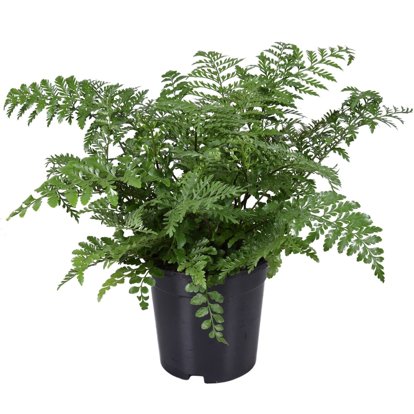 Asplenium Parvati 45cm 17cm Pot