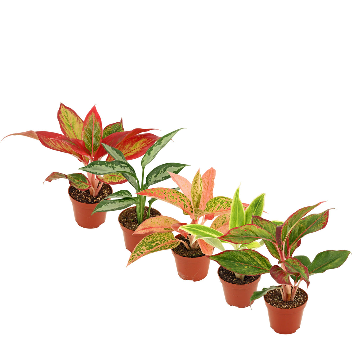 Aglaonema mix 20cm 9cm Pot
